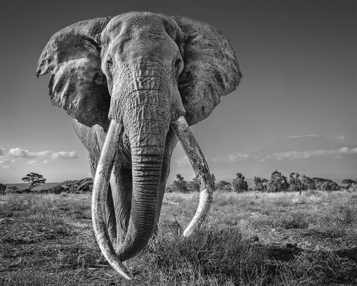 David Yarrow — 1