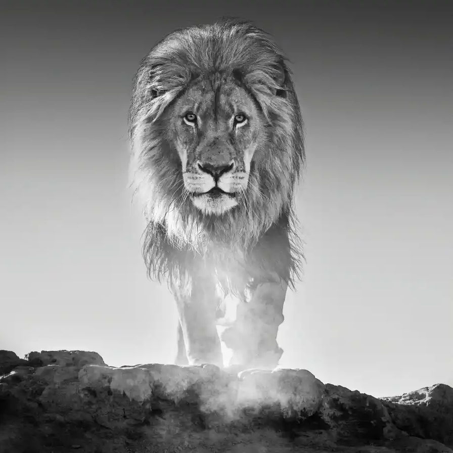 David Yarrow — 3