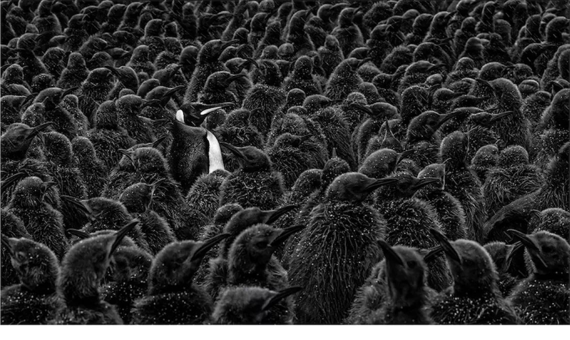 David Yarrow — 4